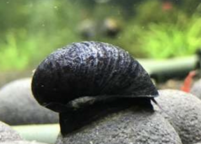Black Helmet Snail