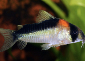 Adolfo's cory