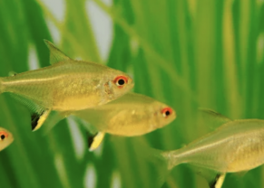 Lemon Tetra