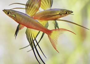 Threadfin Rainbow