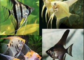 Assorted Angelfish 