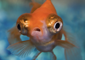 Telescope-Eyed Goldfish