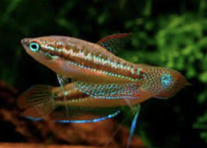 Pygmy gourami