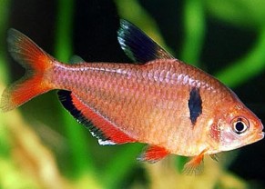 Serpae Tetra