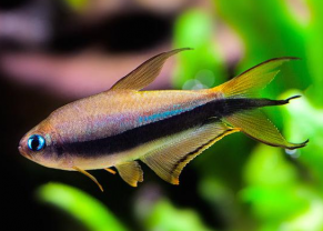 Emperor Tetra
