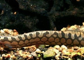 Tyre Track Eel