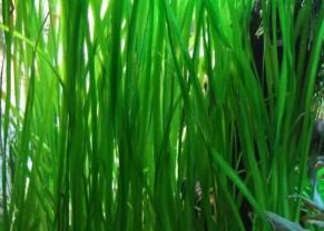 Vallisneria americana 'natans'