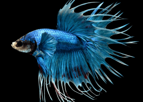 Crown Betta