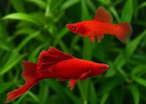 Red Albino Red Eye Cauliflower Swordtail