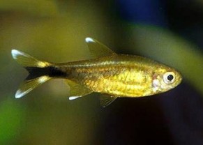 Silver-Tipped Tetra