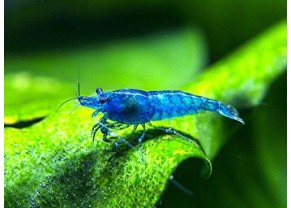 Super Blue shrimp