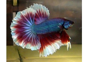 Betta Tricolore