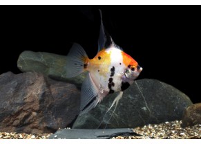 Angelfish "koï"
