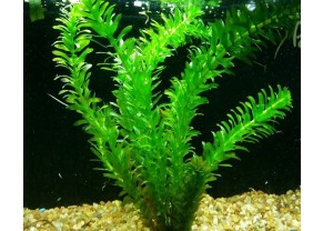 Common Elodea