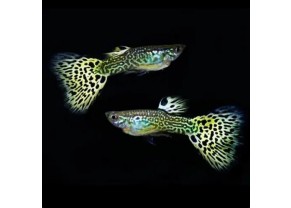 Guppy Yellow "SnakeSkin" 