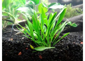 Cryptocoryne parva