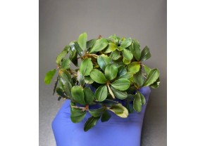 Bucephalandra Malawi Pink