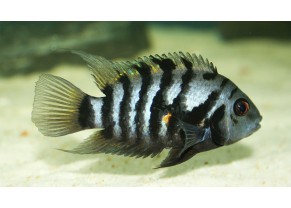 Zebra Convict