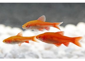 Albino Cherry Barb