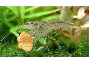 XL Amano Shrimp