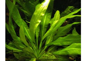 Amazon Swordplant
