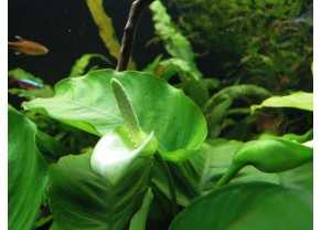 Anubias barteri