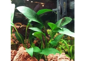 Anubias congensis