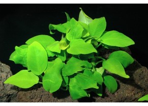 Anubias barteri var. nana "golden"