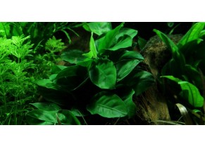 Dwarf Anubias