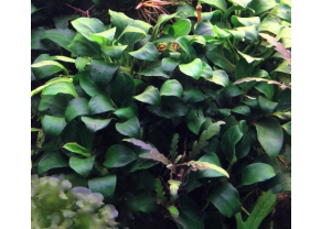 Dwarf Anubias 'mini'