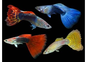Assorted Guppies