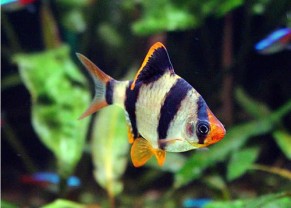 Tiger Barb