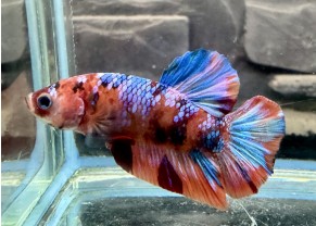 Galaxy Plakat Betta