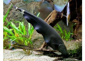 Black Ghost Knifefish