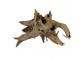 Eucalyptus wood