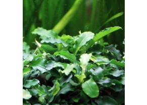 Bucephalandra Mix
