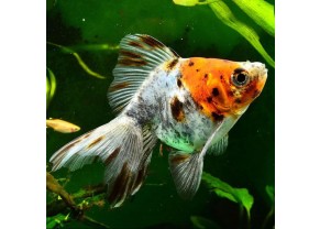 Calico Oranda Goldfish