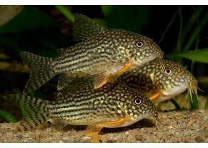 Sterbai's Cory