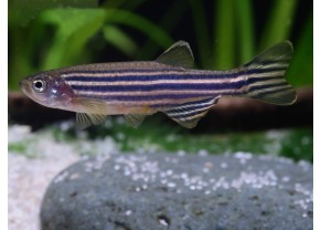 Zebra Danio