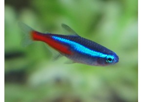 Neon Tetra
