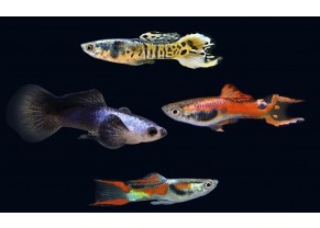 Assorted Endler's guppy