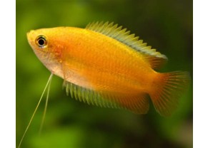 Yellow honey gourami