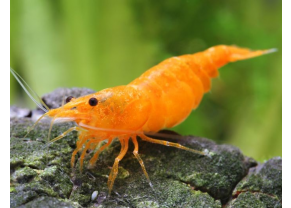orange sunskit shrimp
