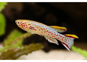 Gardneri Killifish