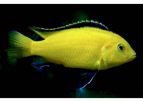 Yellow Labido
