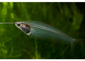 Nile Glass Catfish