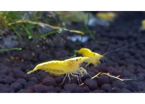 Yellow fire shrimp (golden top)