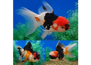 Tri color Oranda Goldfish
