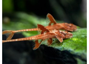 Whiptail Catfish ''red lizard''