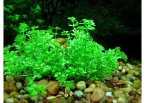Pearlweed